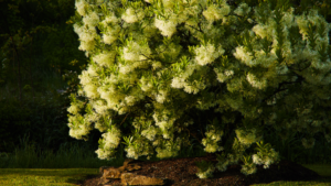 blooming tree